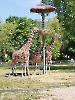 Dzień Dziecka w zoo_7